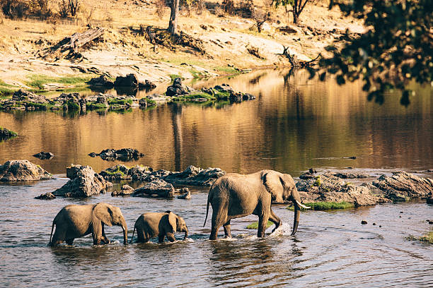 African Safari Travel Guide: What to See in Tanzania This Year