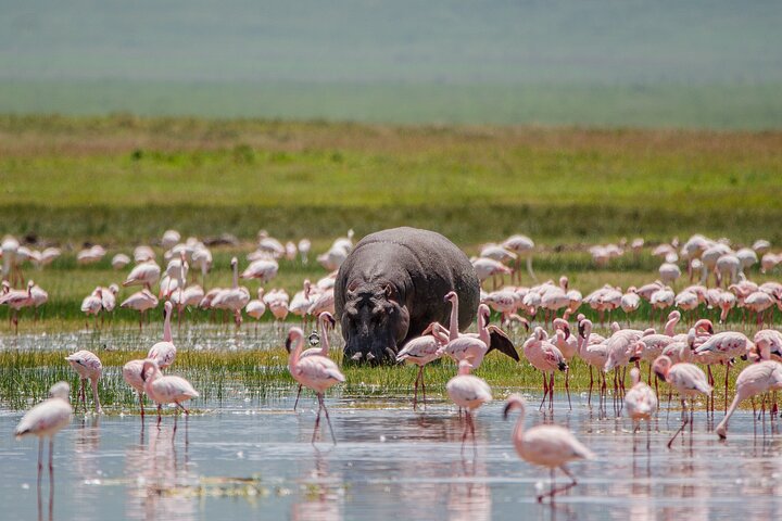 African Safari Travel Guide: What to See in Tanzania This Year