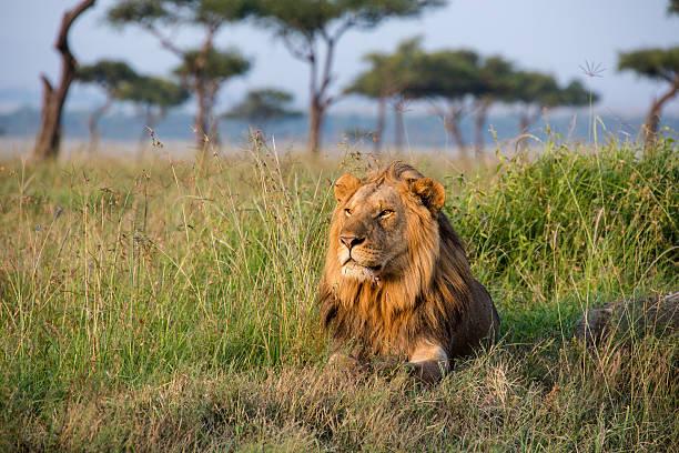 Best Time to Visit Tanzania for an Unforgettable Safari
