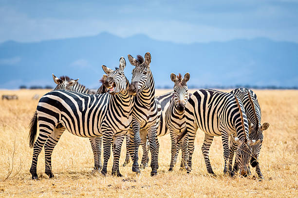 Best Time to Visit Tanzania for an Unforgettable Safari