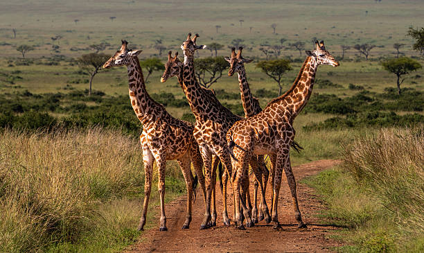 Best Time to Visit Tanzania for an Unforgettable Safari