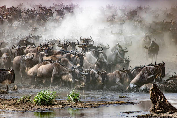 Your 2026 Serengeti Safari Itinerary: From Tarangire to Ngorongoro