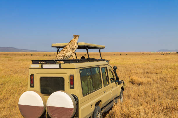 Serengeti Safari Tours: Where to See the Big Five and More