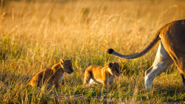Serengeti Safari Tours: Where to See the Big Five and More