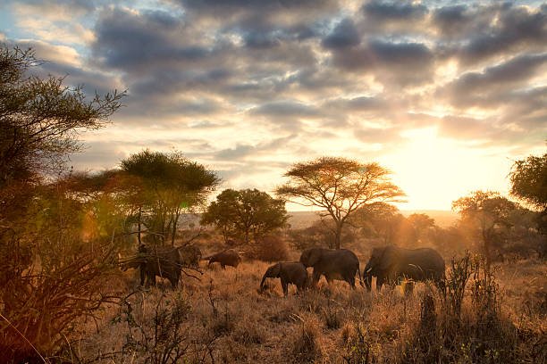 The Ultimate Guide to Serengeti Safari Packages in Tanzania