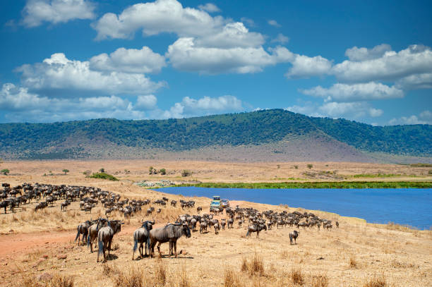 The Ultimate Guide to Serengeti Safari Packages in Tanzania