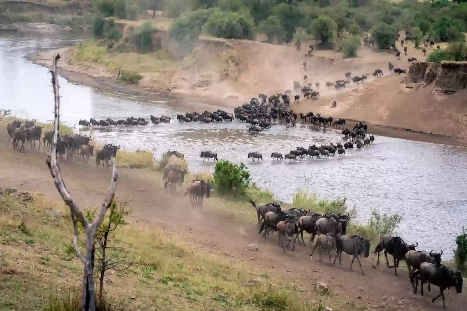 Witness the Great Migration in 2026: Serengeti Safari Tips