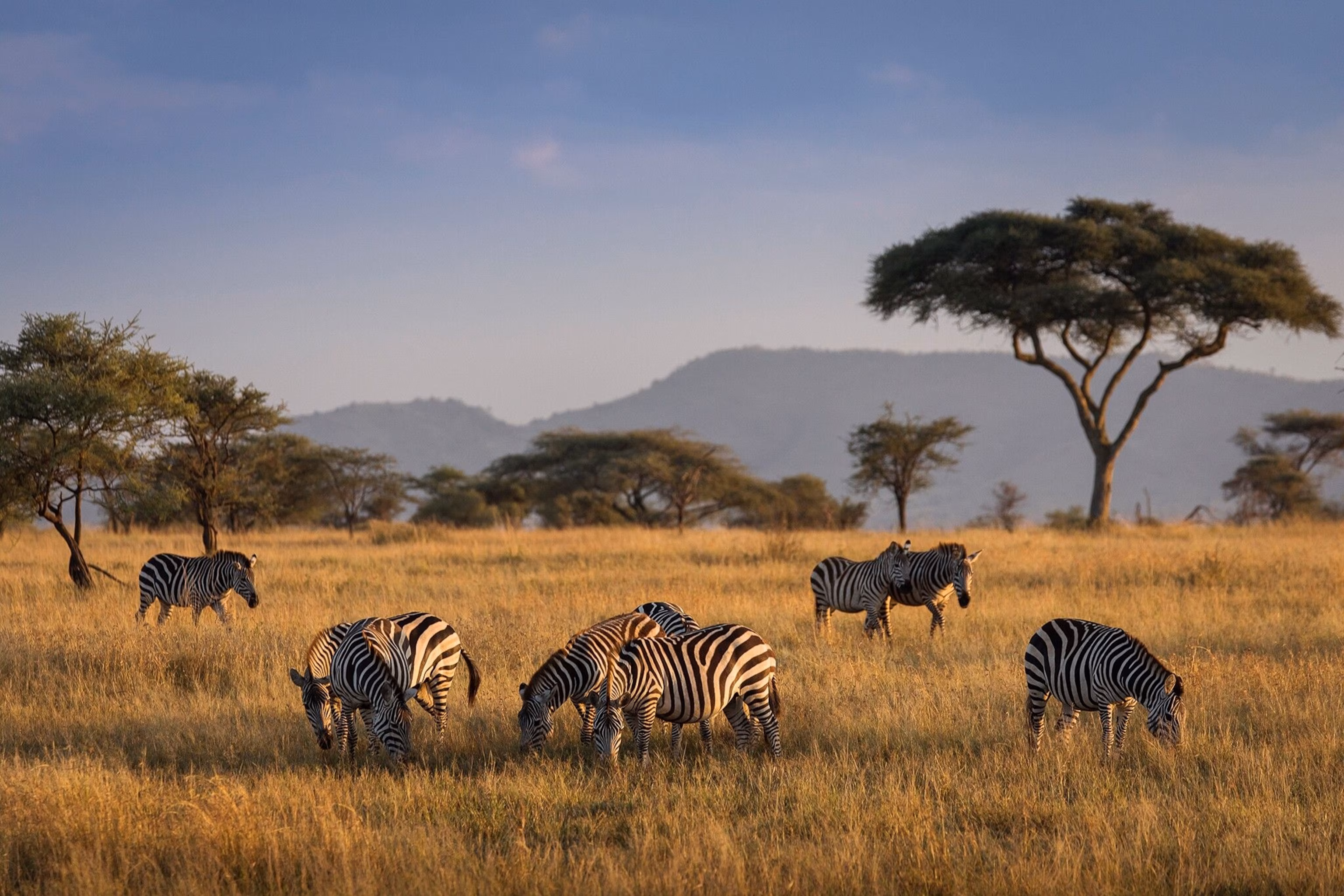 Witness the Great Migration in 2026: Serengeti Safari Tips