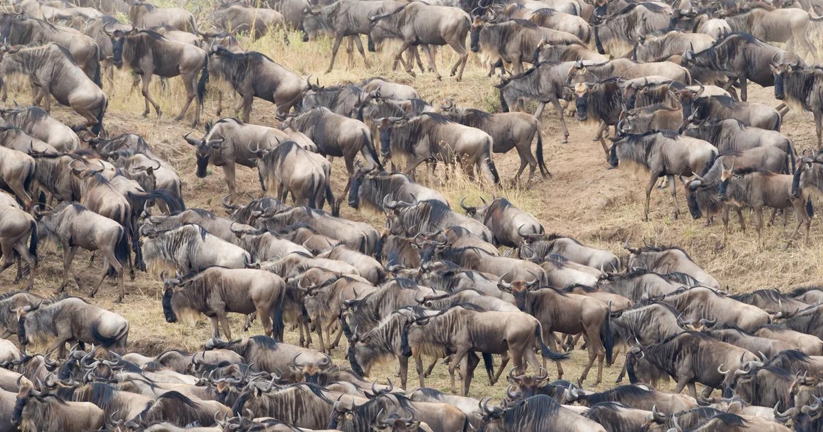 Witness the Great Migration in 2026: Serengeti Safari Tips