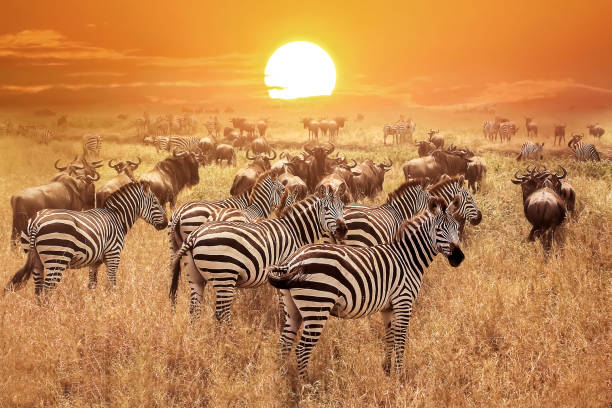 Witness the Great Migration in 2026: Serengeti Safari Tips