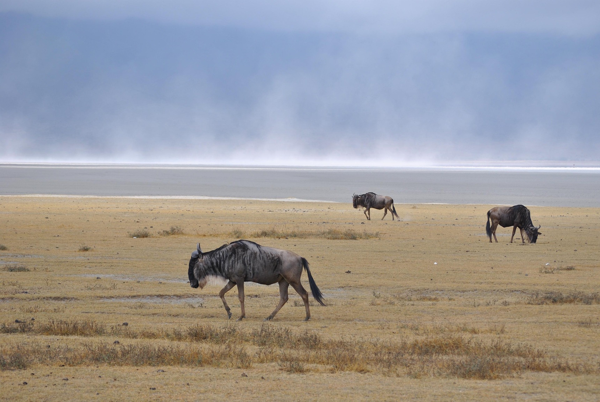 Ngorongoro Crater Safari: A Wildlife Paradise in Tanzania
