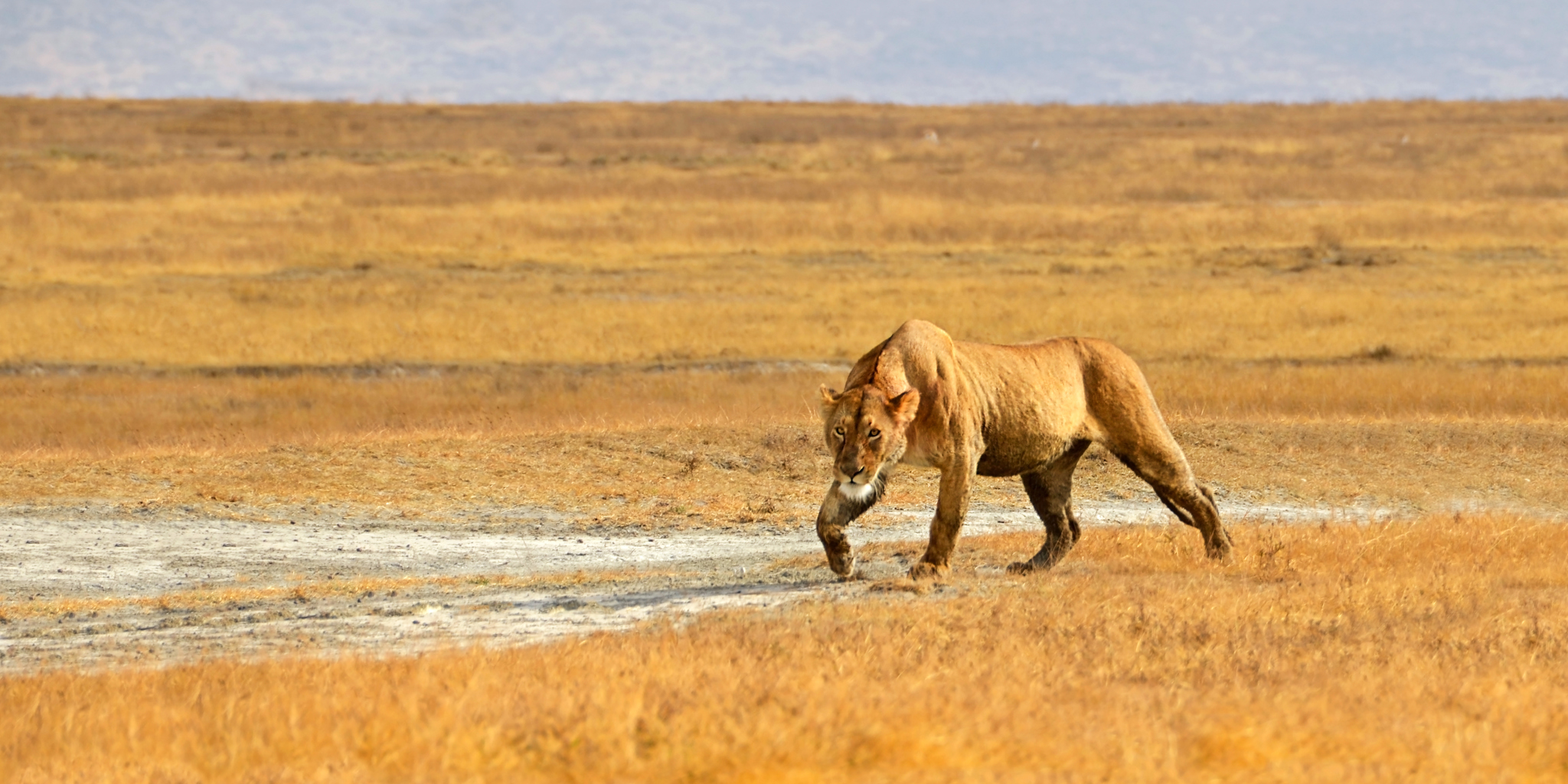 Ngorongoro Crater Safari: A Wildlife Paradise in Tanzania