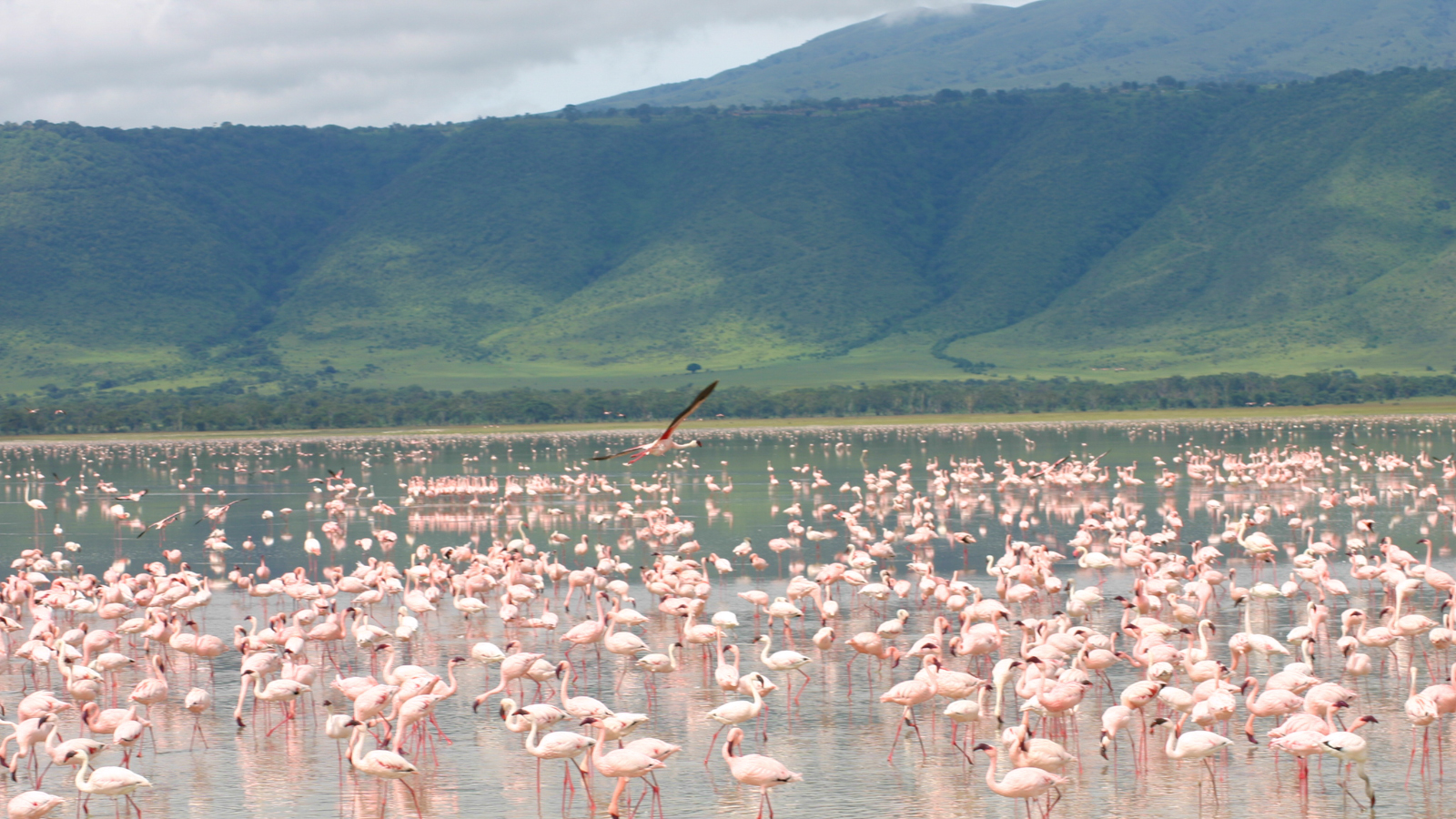 Ngorongoro Crater Safari: A Wildlife Paradise in Tanzania