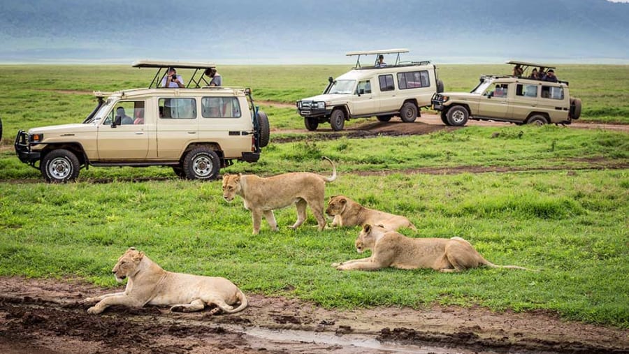 Ngorongoro Crater Safari: A Wildlife Paradise in Tanzania
