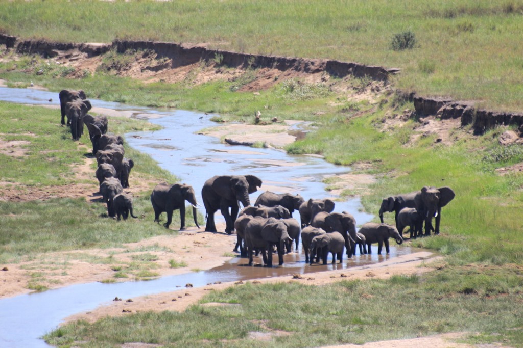 Tarangire Safari Adventure: Elephants, Baobabs & Hidden Gems