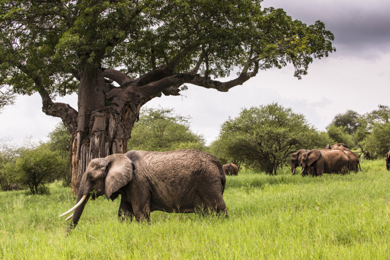 Tarangire Safari Adventure: Elephants, Baobabs & Hidden Gems