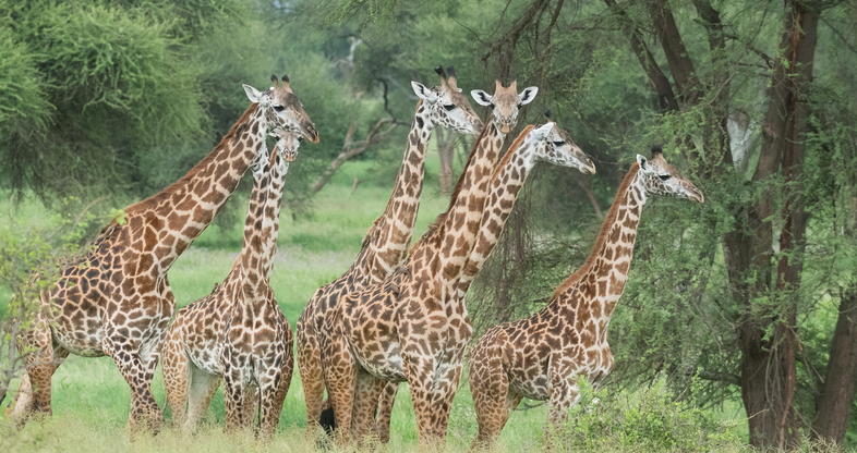 Tarangire Safari Adventure: Elephants, Baobabs & Hidden Gems