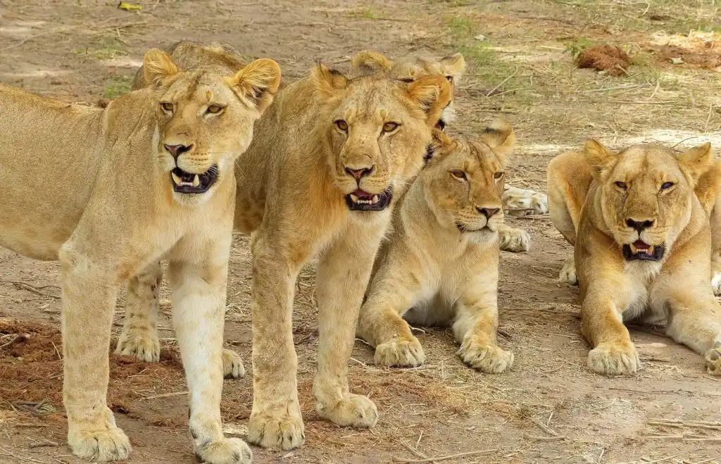 Tarangire Safari Adventure: Elephants, Baobabs & Hidden Gems