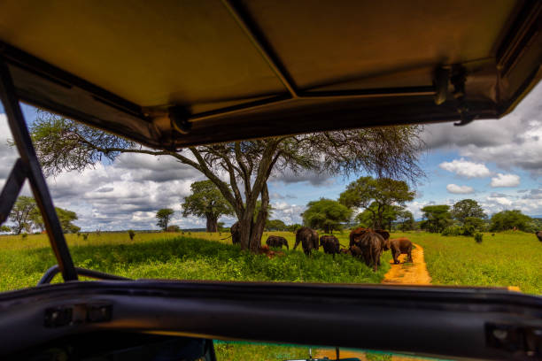 How to Plan the Perfect Ngorongoro and Tarangire Safari in 2026