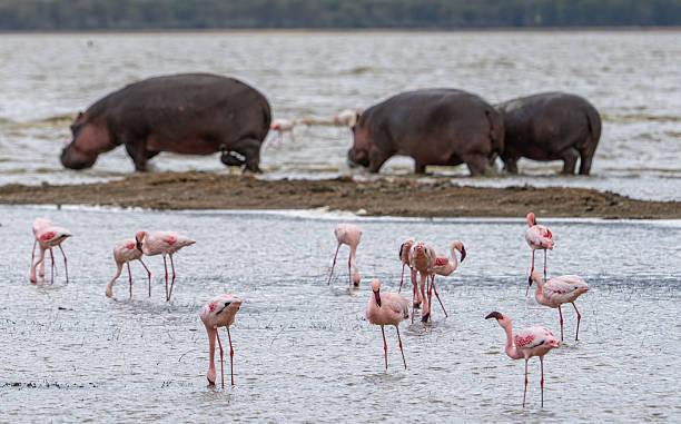 How to Plan the Perfect Ngorongoro and Tarangire Safari in 2026