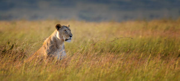 How to Plan the Perfect Ngorongoro and Tarangire Safari in 2026