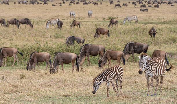 Luxury Safari Tanzania: Private Lodges, Guides and Exclusive Tours