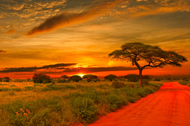 Safari Honeymoon Packages in Tanzania: Romantic Adventures
