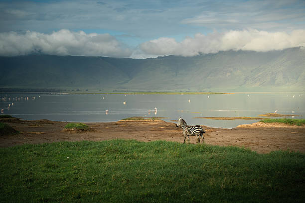 Safari Honeymoon Packages in Tanzania: Romantic Adventures