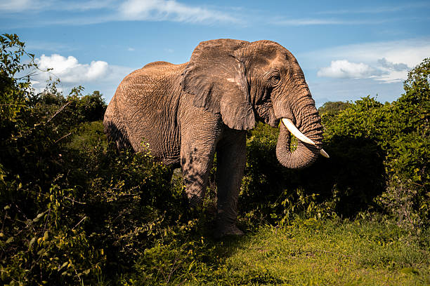 Safari Honeymoon Packages in Tanzania: Romantic Adventures