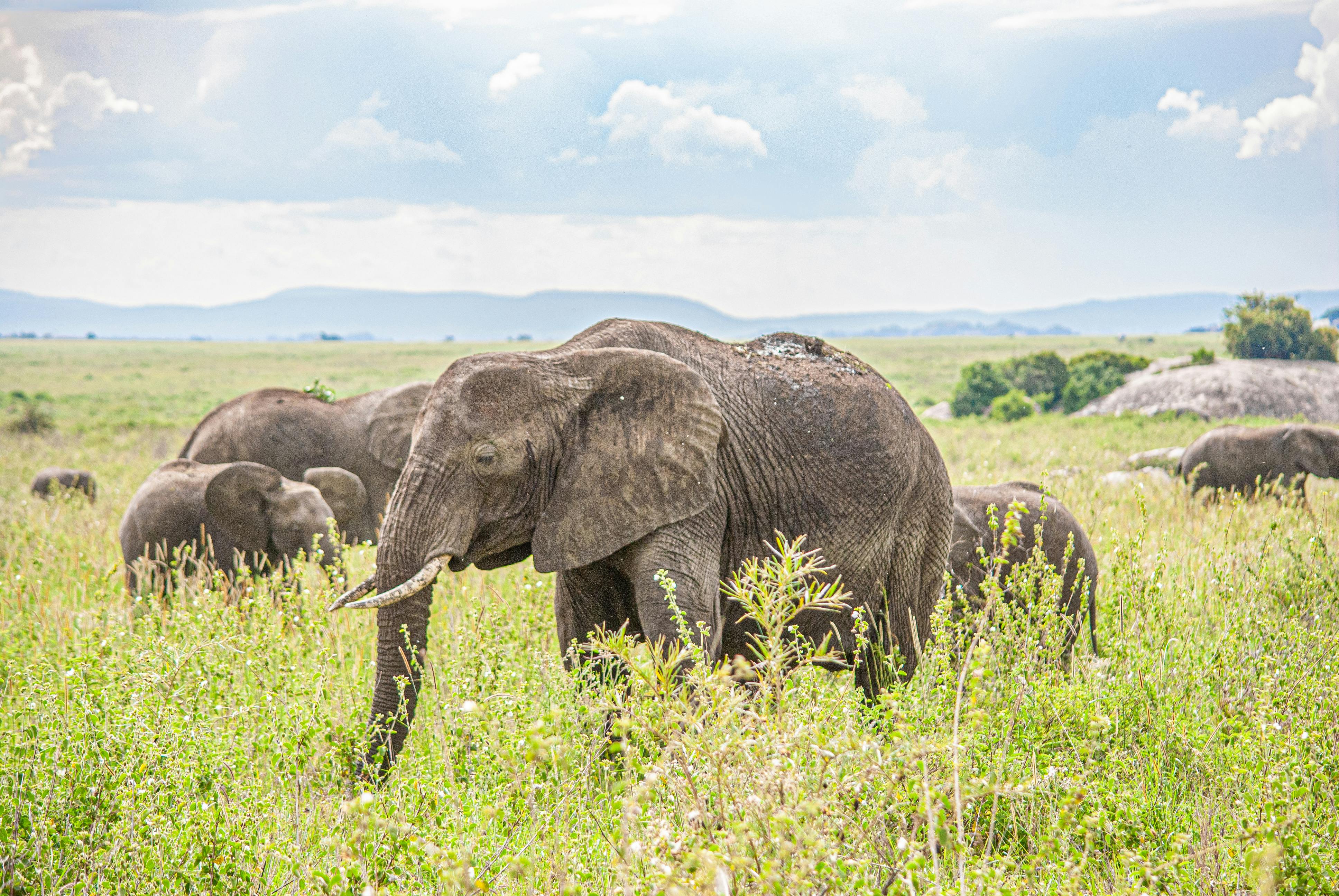 Eco Luxury Safari in Tanzania: Travel Responsibly in 2026