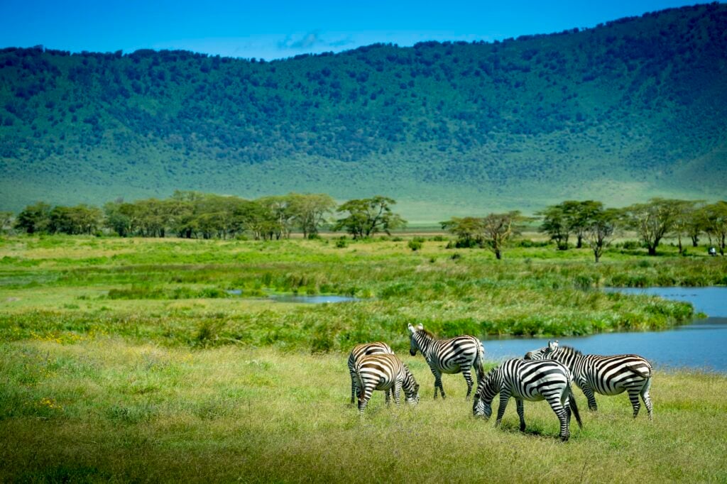 Family Safari in Tanzania: Top Tips for an Unforgettable Trip