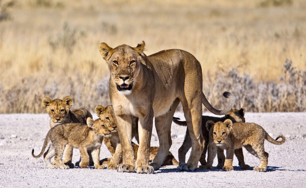 Family Safari in Tanzania: Top Tips for an Unforgettable Trip