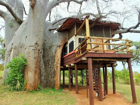 Luxury Safari Tanzania: Best Lodges and Private Game Drives
