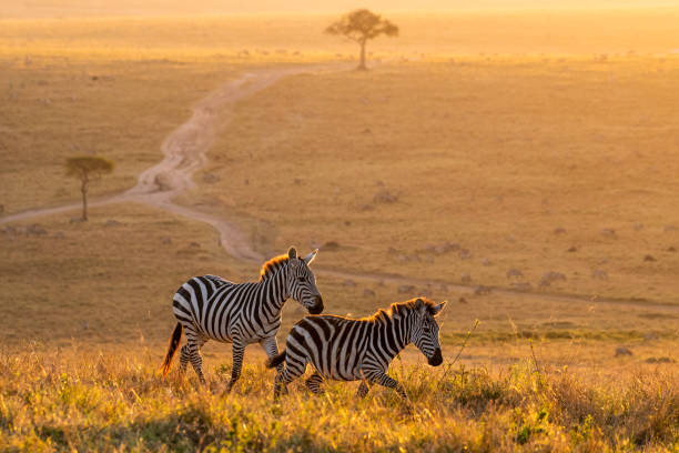 Luxury Safari Tanzania: Best Lodges and Private Game Drives