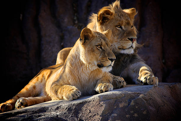 Luxury Safari Tanzania: Best Lodges and Private Game Drives