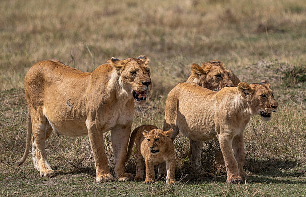 October&rsquo;s Best Places to Visit: Explore Tanzania&rsquo;s Northern Circuit and Zanzibar Beaches