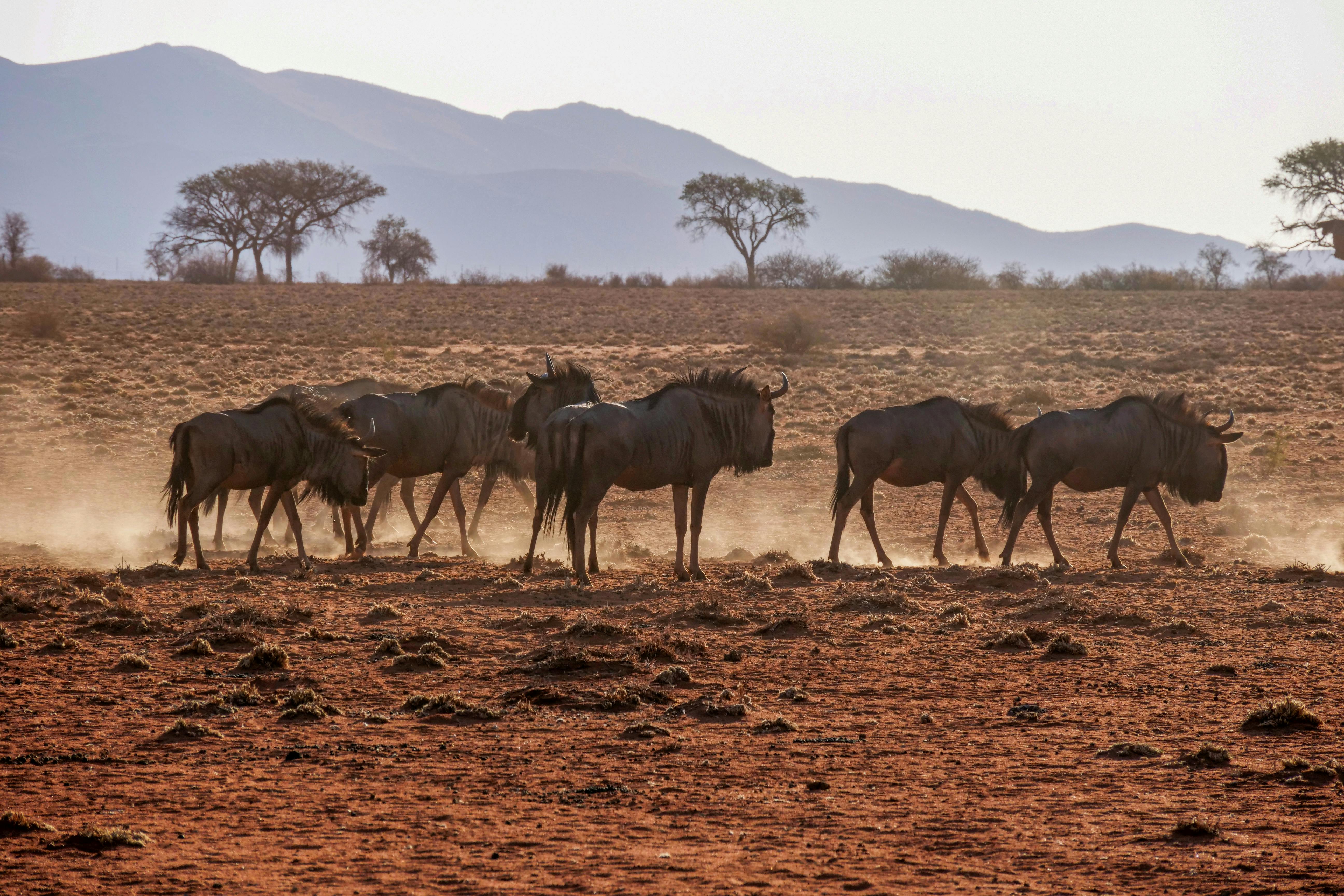 When is the Great Migration in Africa