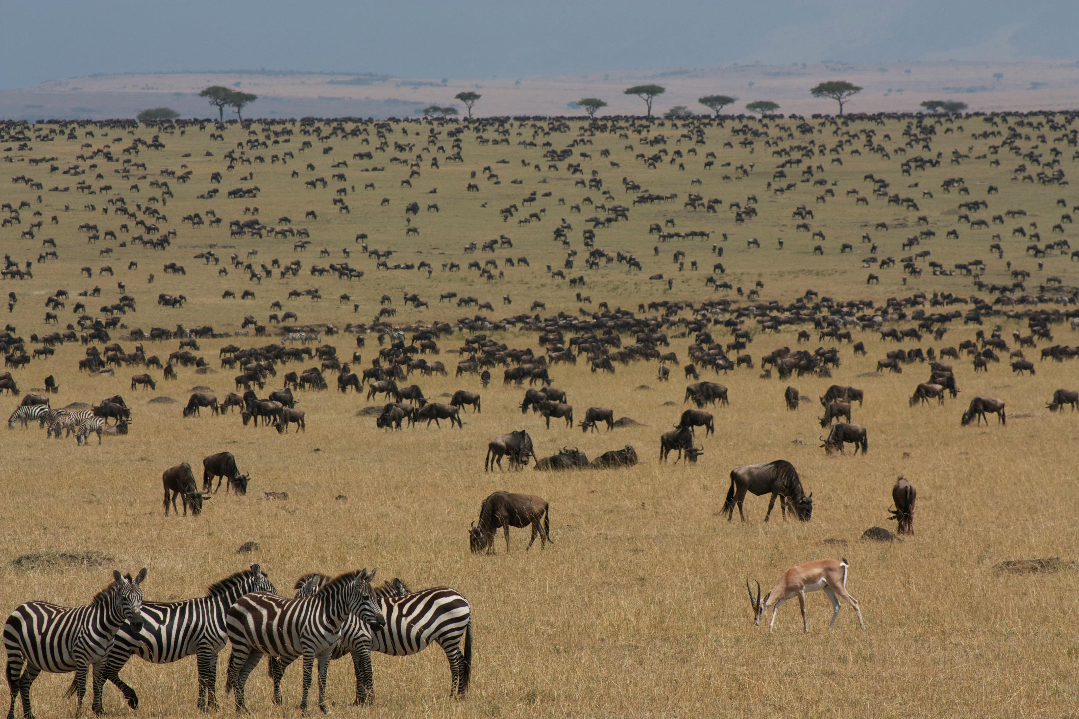 When is the Great Migration in Africa