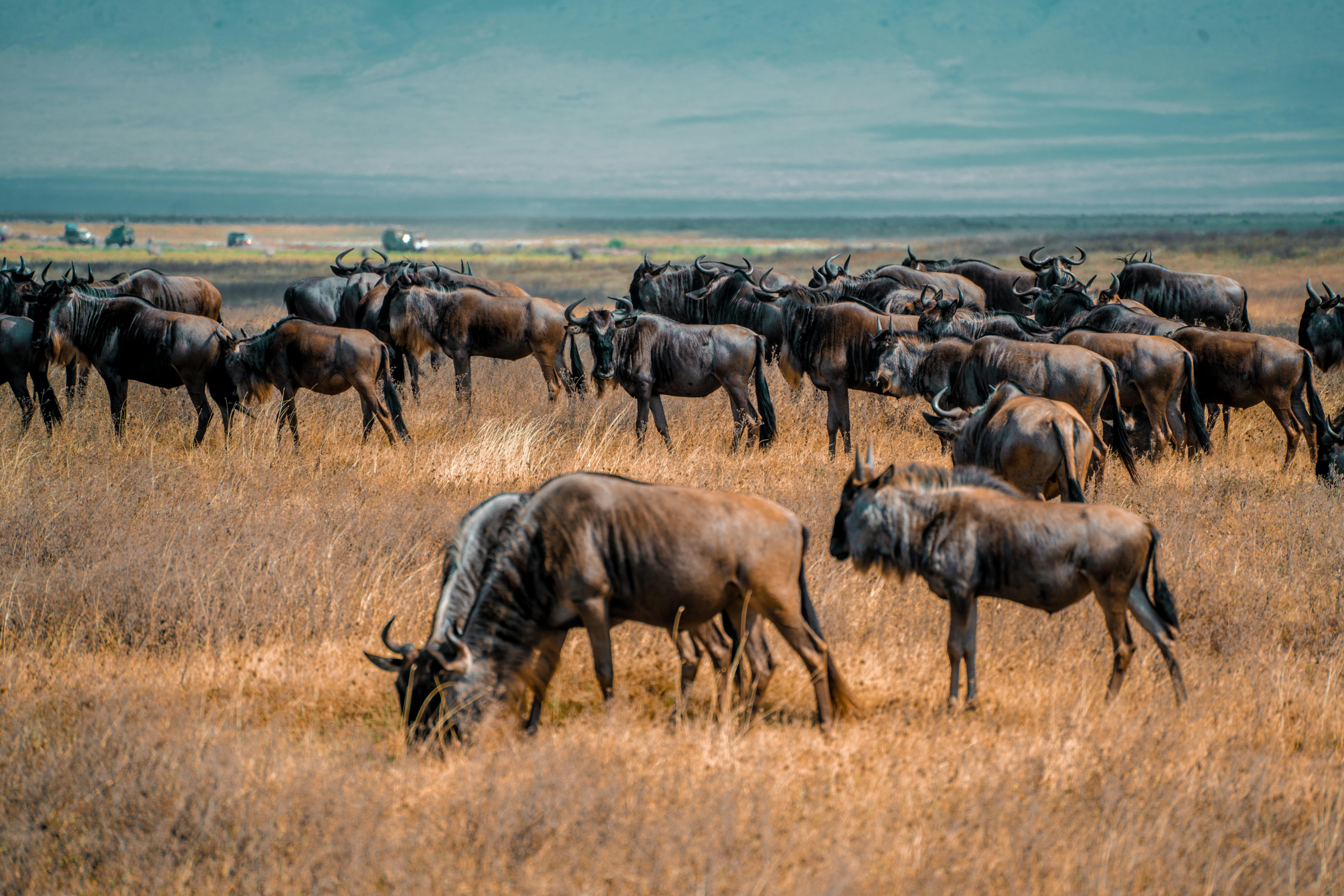 Why Do Wildebeest Migrate?