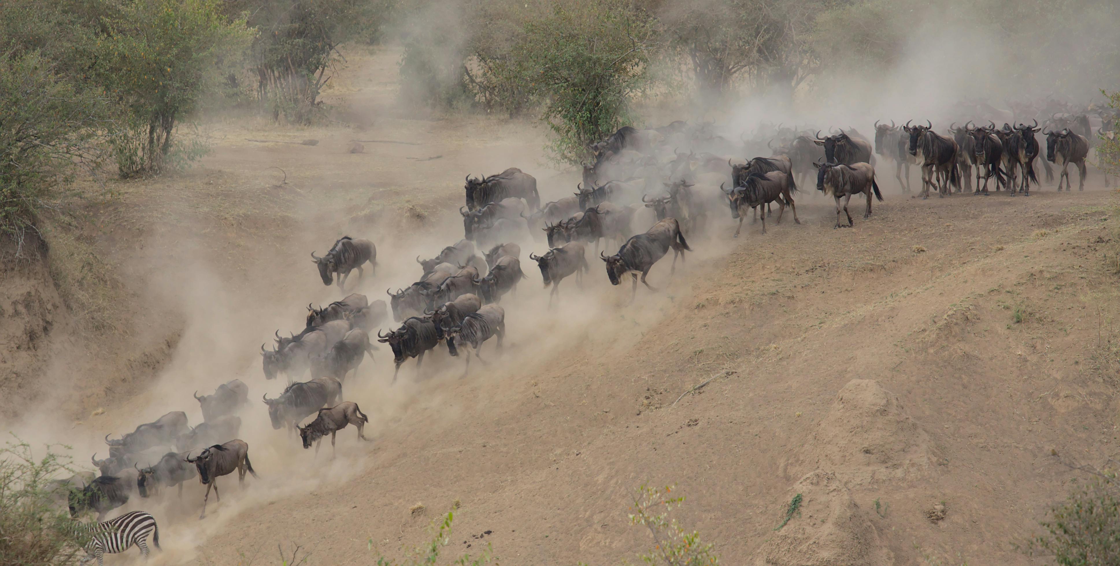 Why Do Wildebeest Migrate?