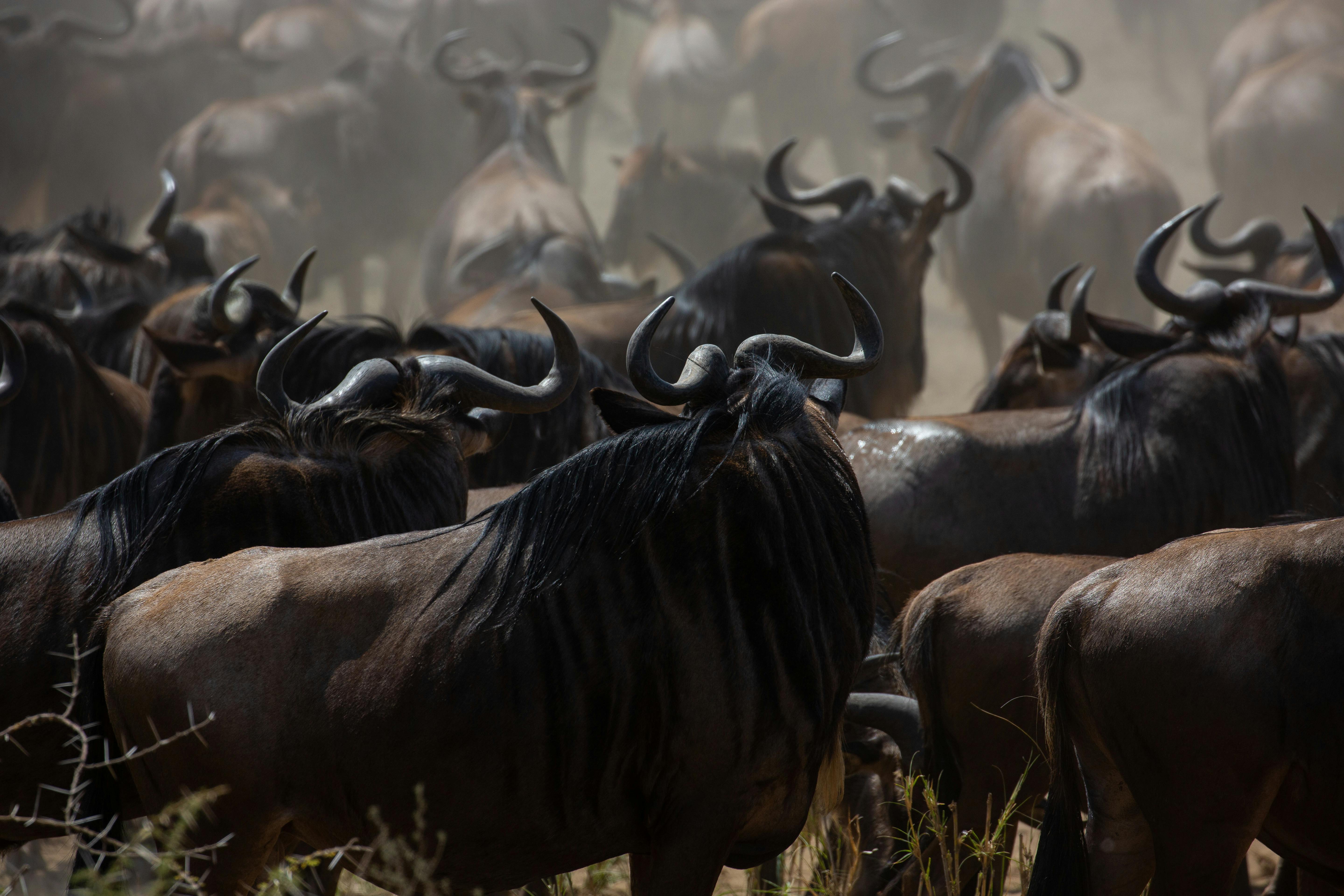 Why Do Wildebeest Migrate?