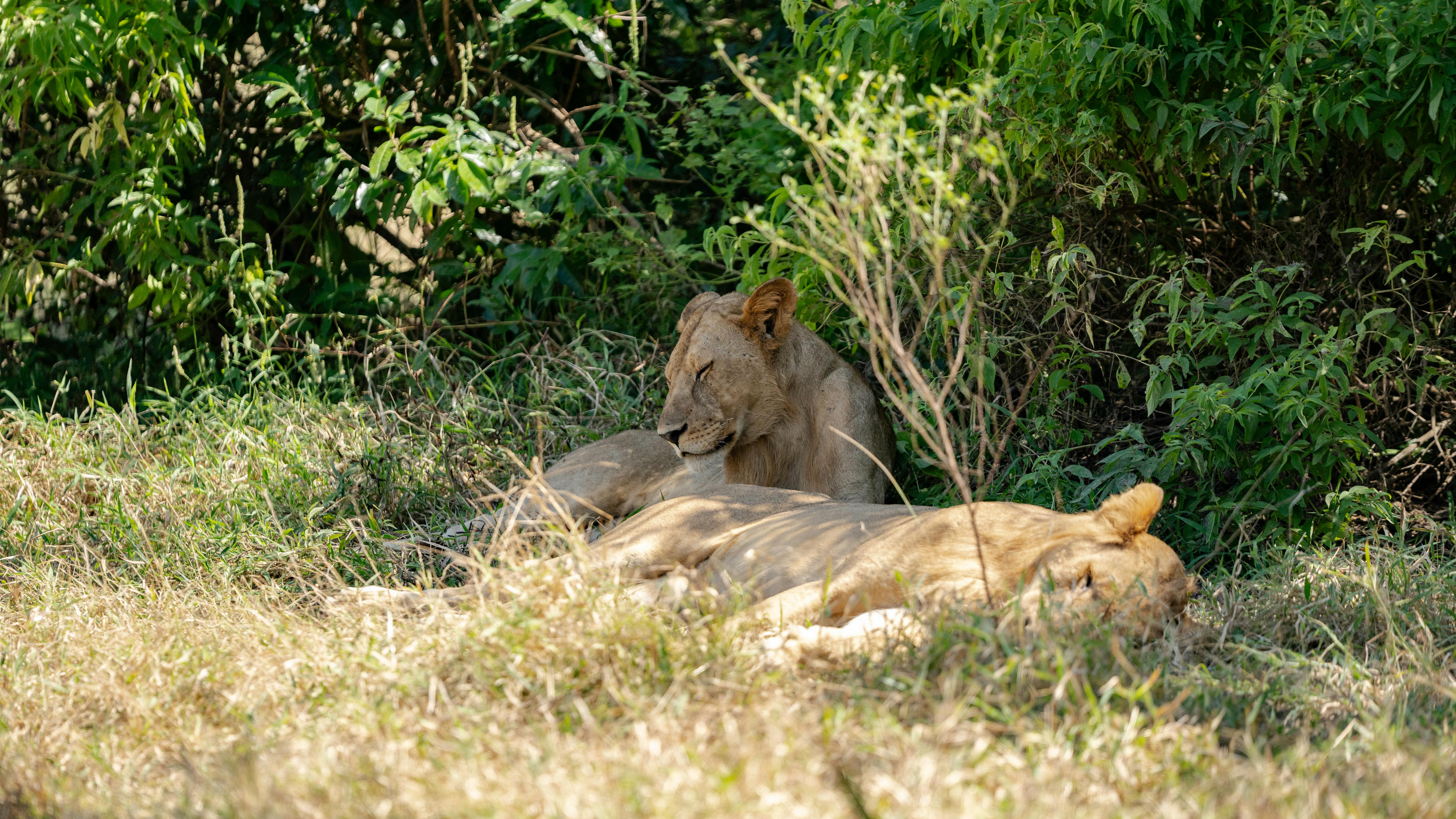 Where is Serengeti National Park?