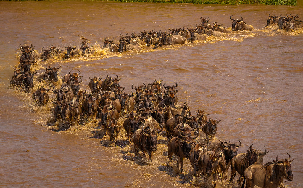 Is the Great Migration Better in Kenya or Tanzania?