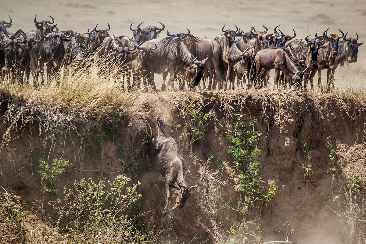Is the Great Migration Better in Kenya or Tanzania?