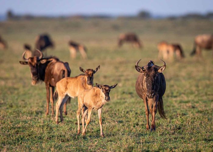 Where Is the Best Safari to See the Great Migration?
