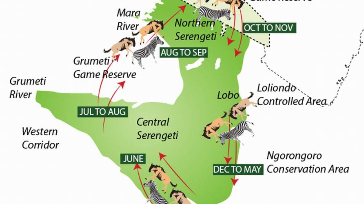 Where Is the Best Safari to See the Great Migration?