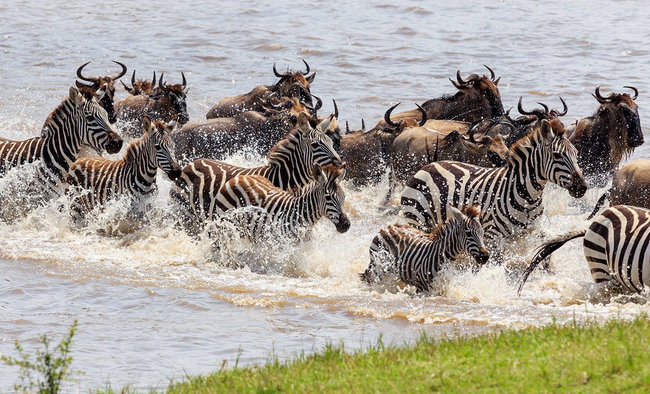 Where Is the Best Safari to See the Great Migration?