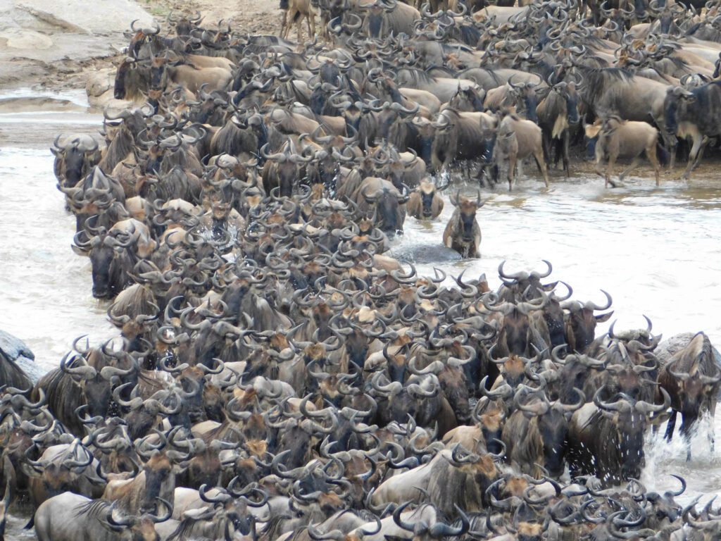 Where Is the Best Safari to See the Great Migration?