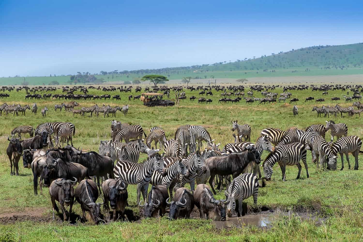 Where Is the Best Safari to See the Great Migration?