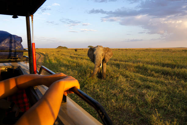 5 Star Safari Experience in Tanzania